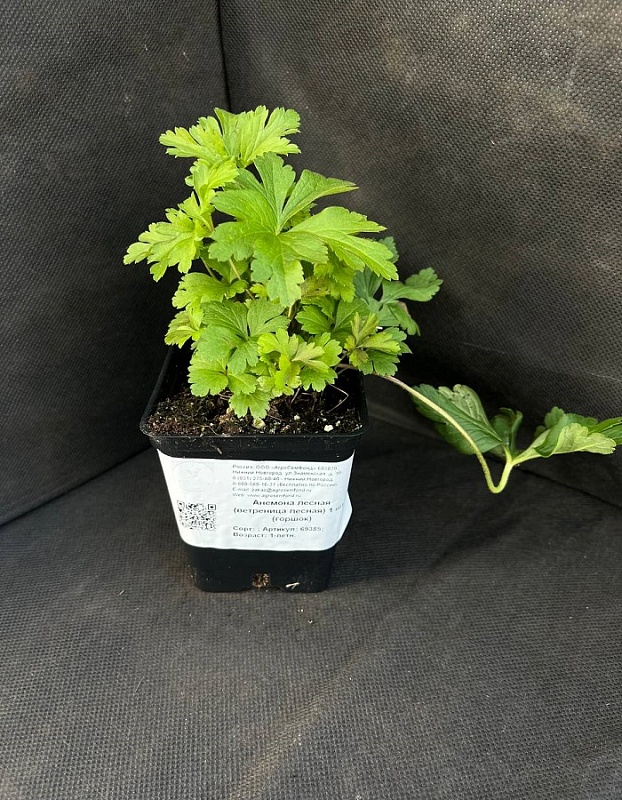 Анемона лесная (ветреница лесная) 1 шт Р9